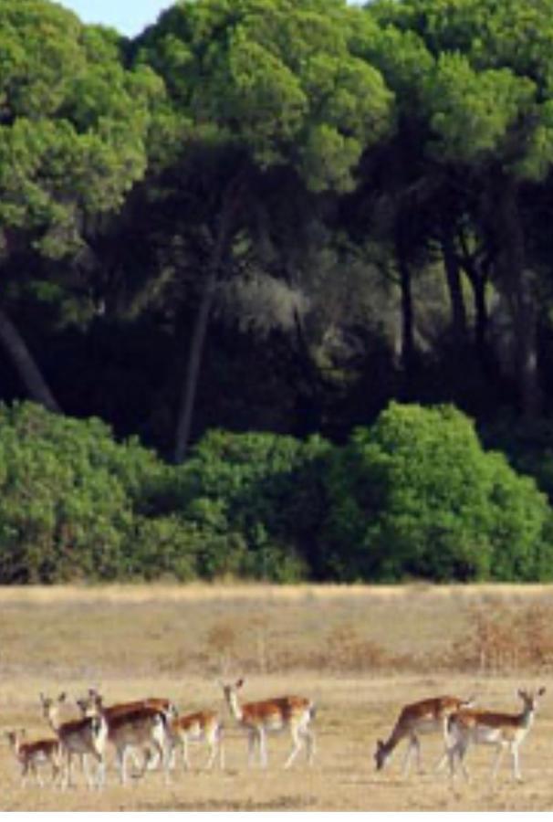 Pequeno Rocio Urbanizacion Privada Villa El Rocio Bagian luar foto